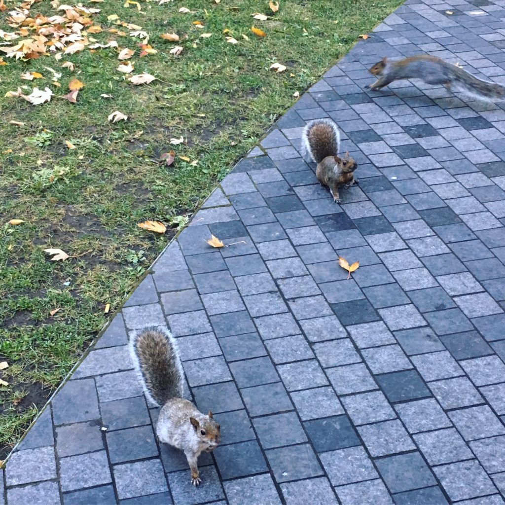 ecureuils mont royal